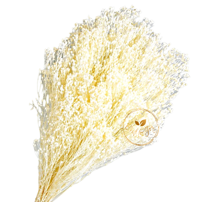 Broom Bloom alb uscat, H50cm, 80g