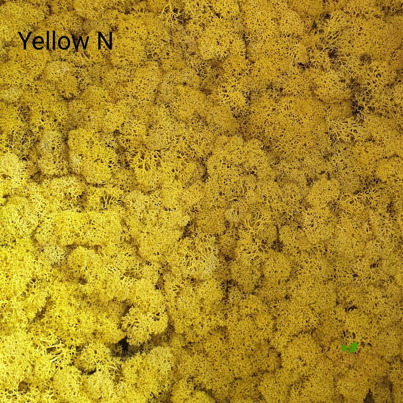 Licheni stabilizati Yellow N