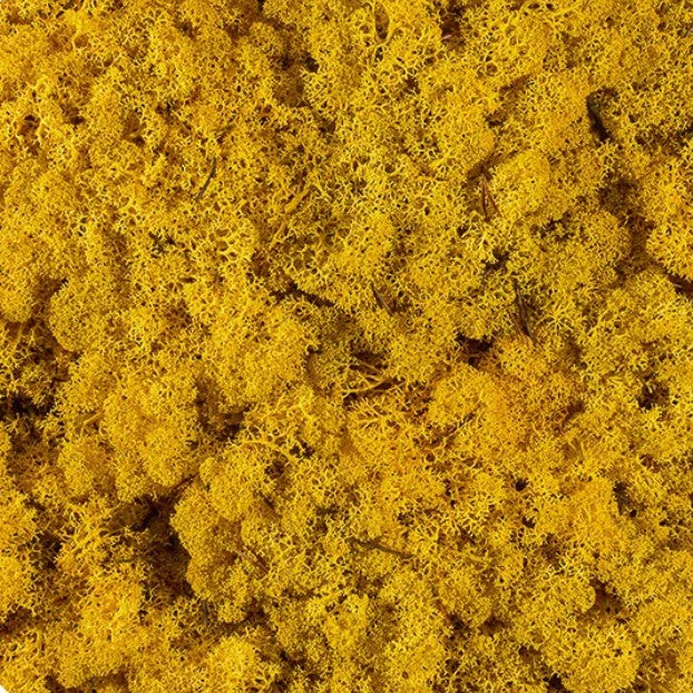 Licheni stabilizati Yellow