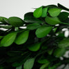 Incarcă imagine în Gallery viewer, Buxus stabilizat verde
