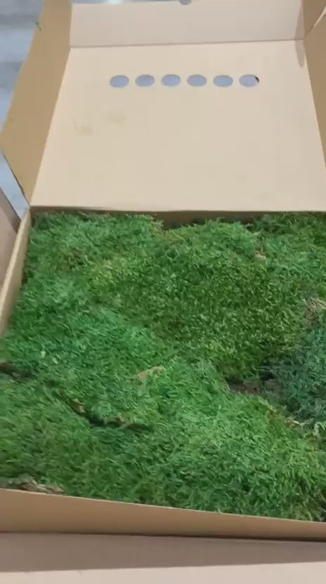 Muschi plat nature green