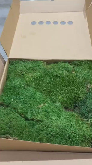 Muschi plat nature green
