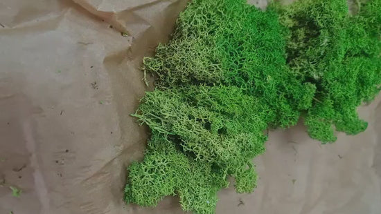 Licheni stabilizati nature green – OUTLET