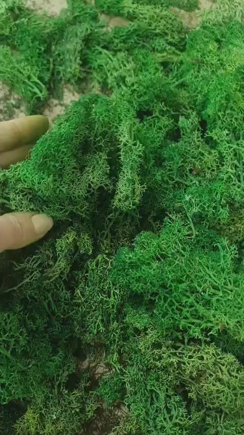 Licheni stabilizati nature green – OUTLET