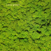 Incarcă imagine în Gallery viewer, Licheni stabilizati Lime Green
