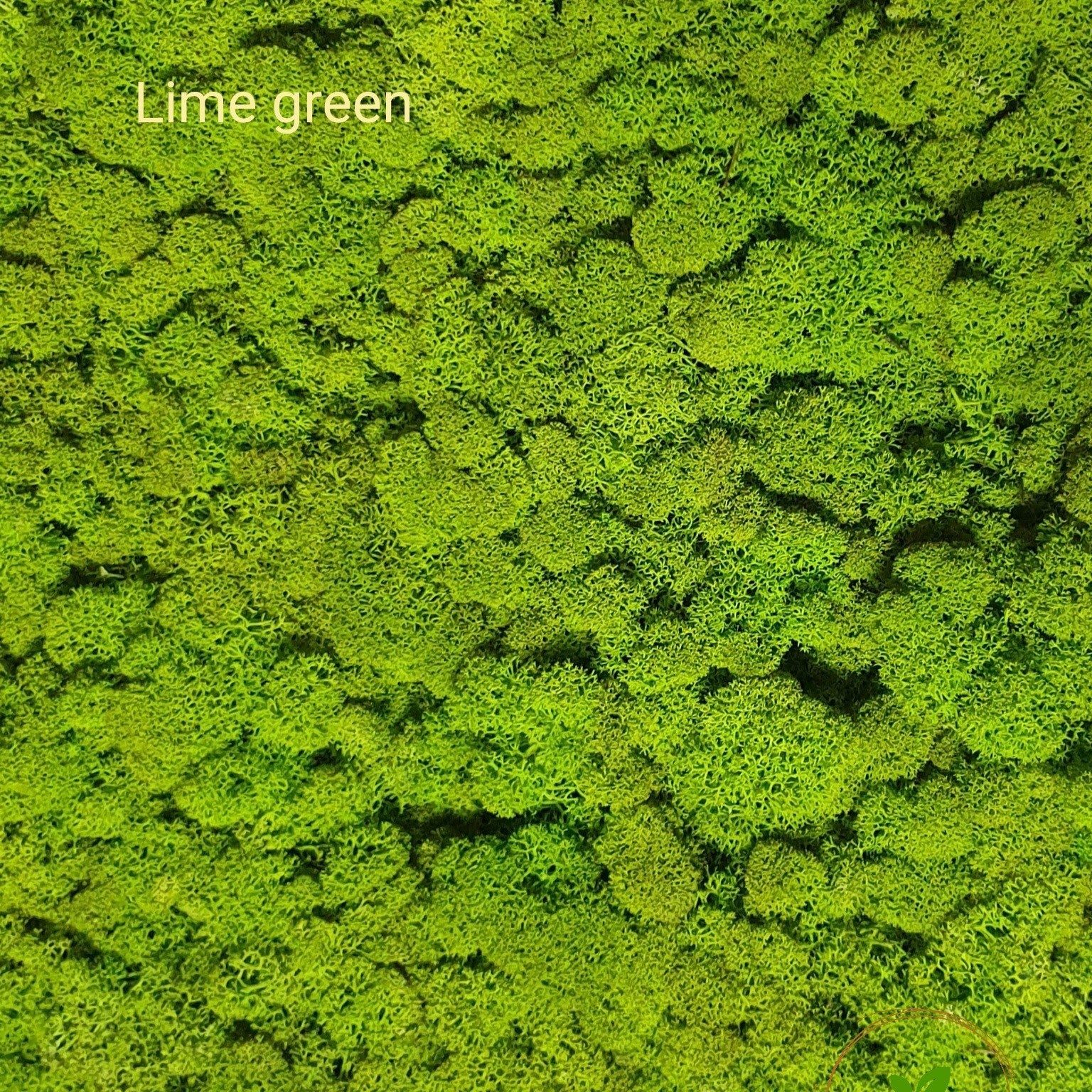 Licheni stabilizati Lime Green