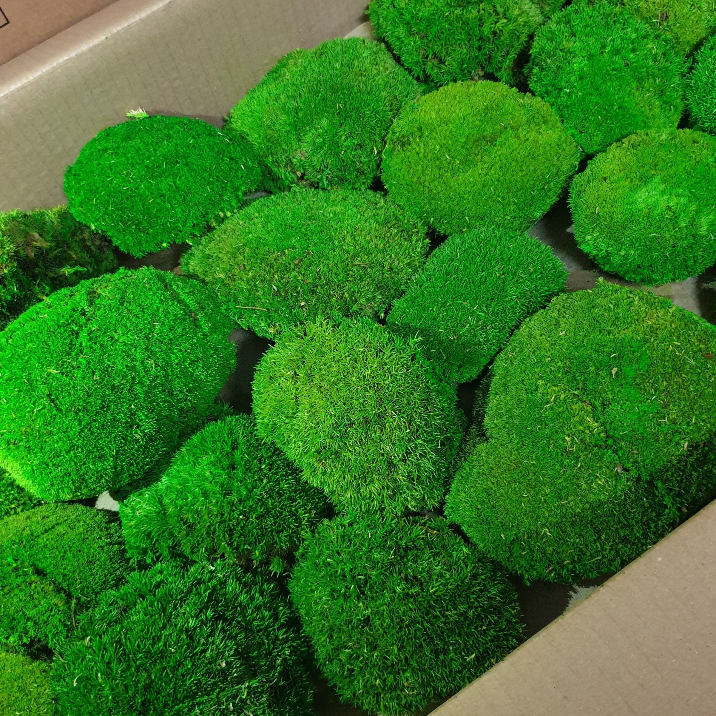 Mușchi Bombat Light Green