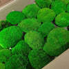 Incarcă imagine în Gallery viewer, Mușchi Bombat Light Green bulk
