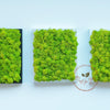 Incarcă imagine în Gallery viewer, Tablou mini decorat cu licheni naturali stabilizați
