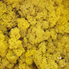 Incarcă imagine în Gallery viewer, Licheni stabilizati Yellow Lemon
