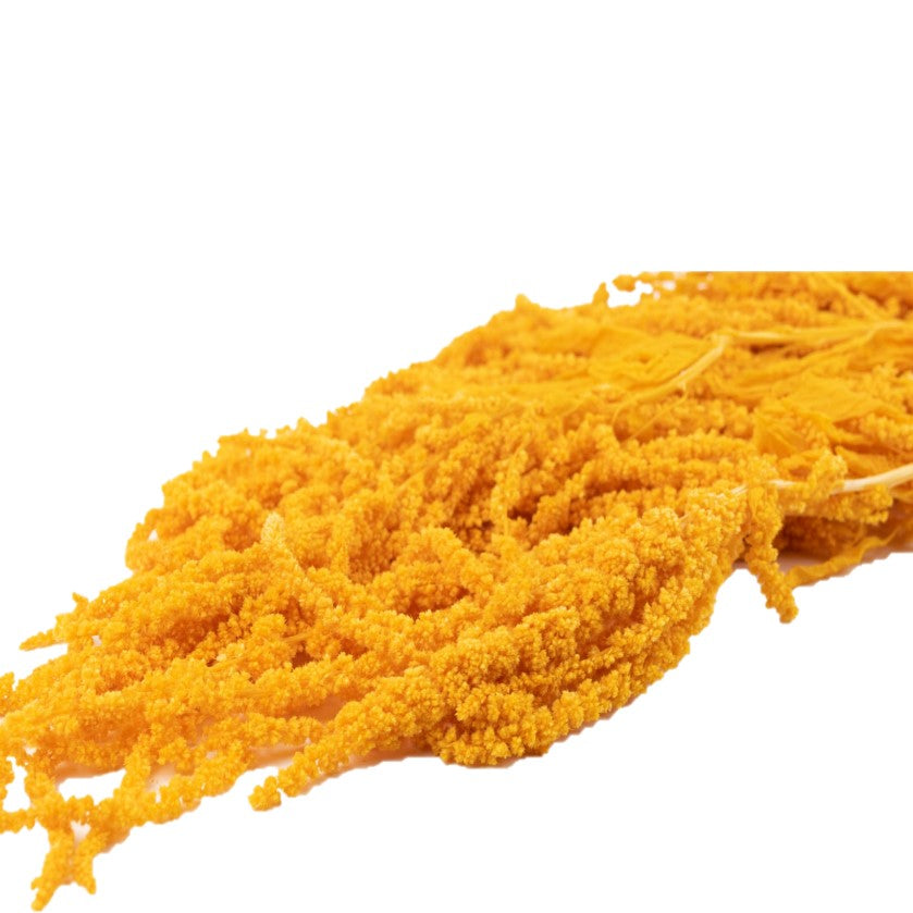 Amaranthus Pastel Apricot