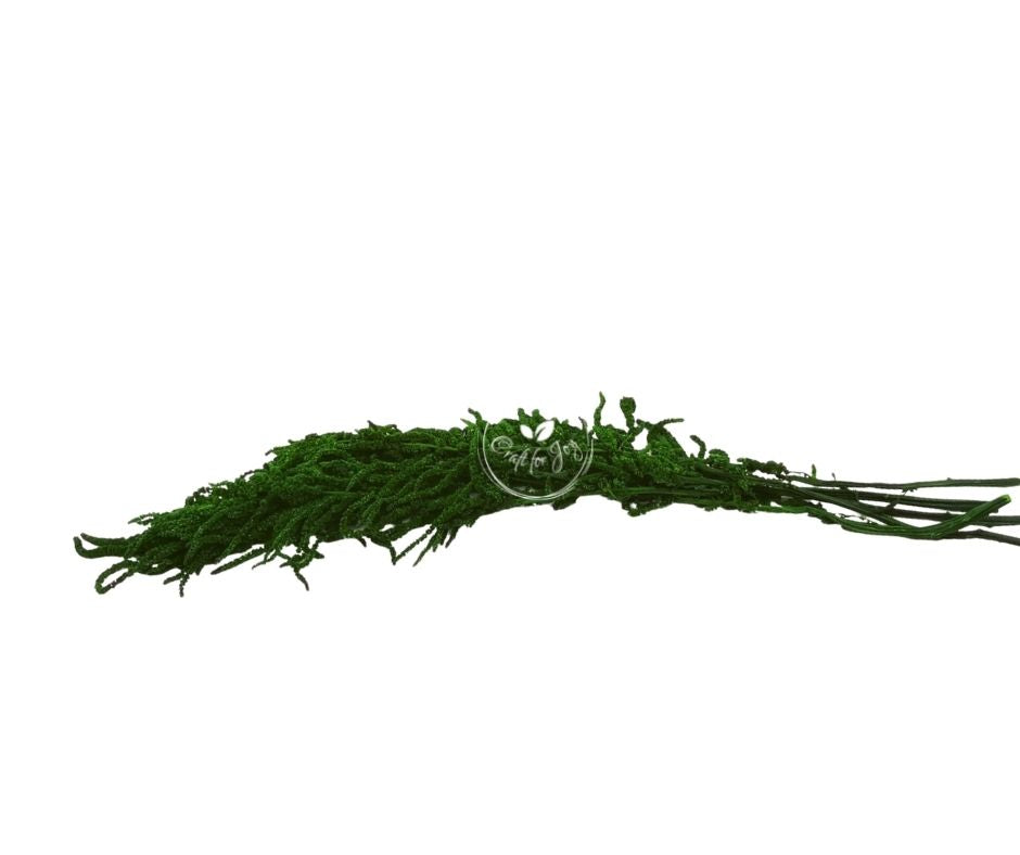 Amaranthus Green H60-80cm