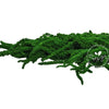 Incarcă imagine în Gallery viewer, Amaranthus Green H60-80cm
