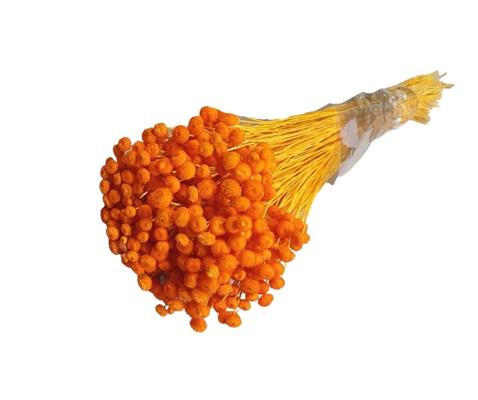 Amarelino orange, H40-50cm