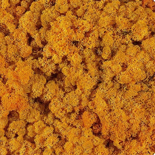 licheni-stabilizati-orange-autumn