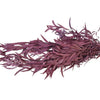Incarcă imagine în Gallery viewer, EUCALIPT NICOLY RED, 150G, 50-70cm
