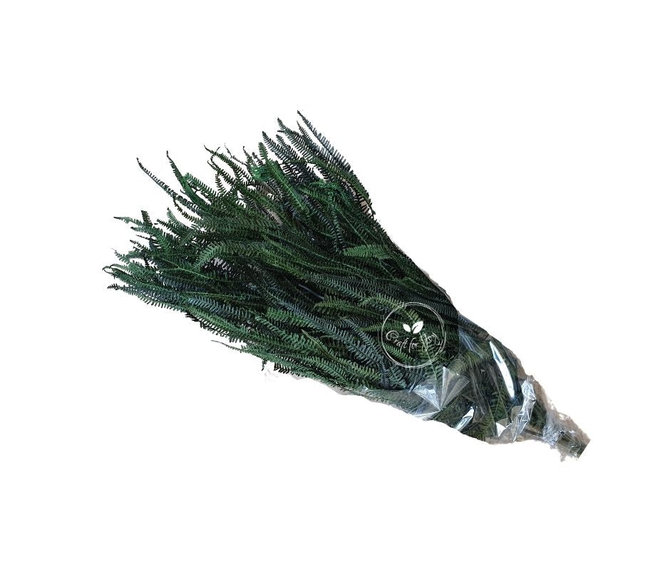 FERIGA PTERIDIUM VERDE 150g 50-60 cm