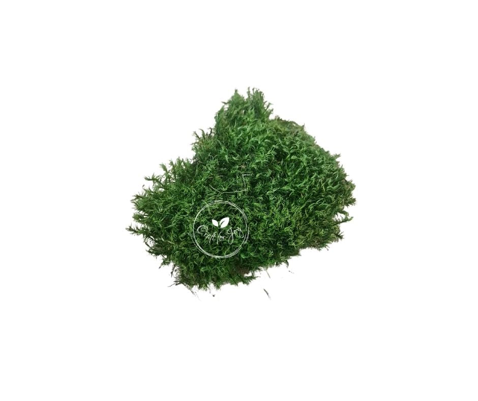 Mușchi Hair Moss 200g