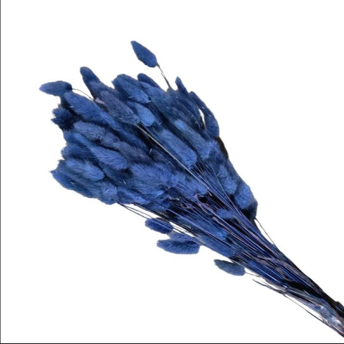 Lagurus royal blue