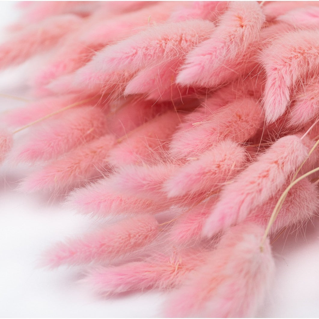 Lagurus roz/pink