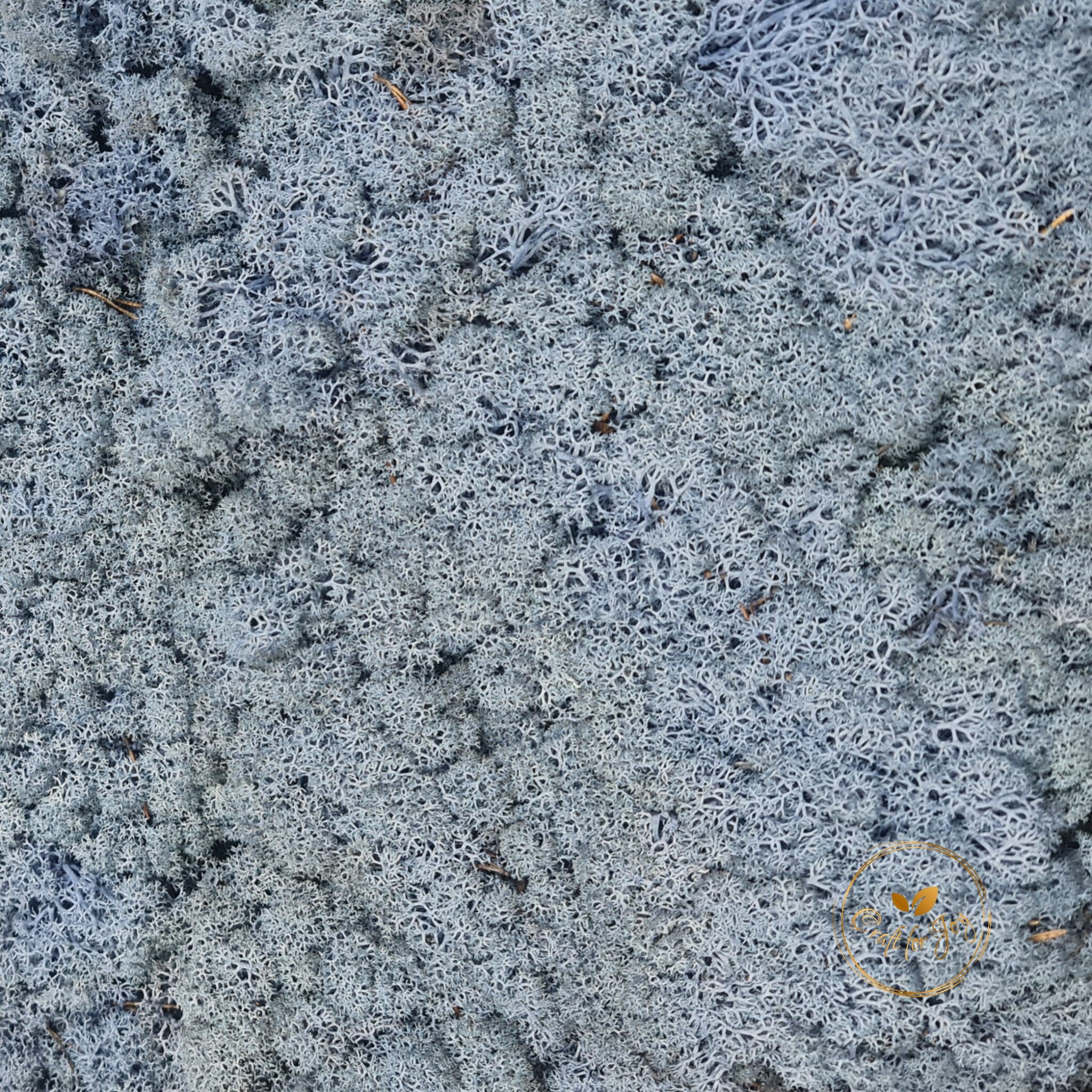licheni-stabilizati-blue