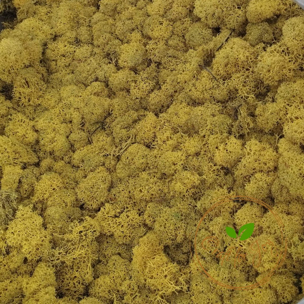 Licheni Precurățați Yellow