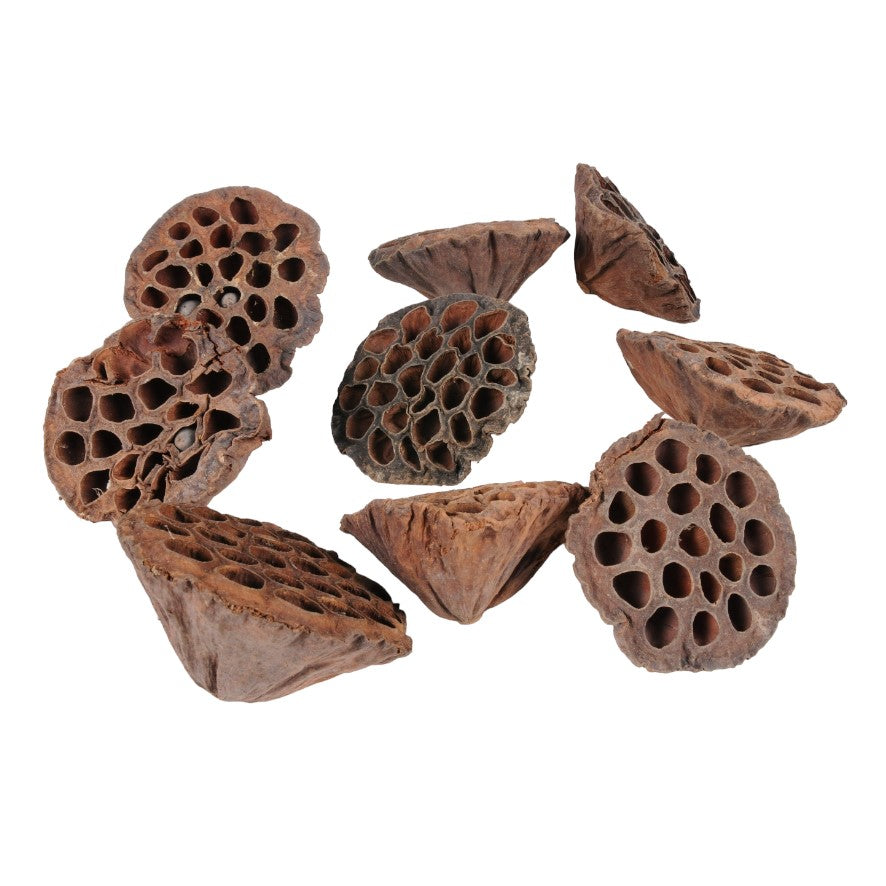 Lotus mic, 4-6 cm, 10 buc