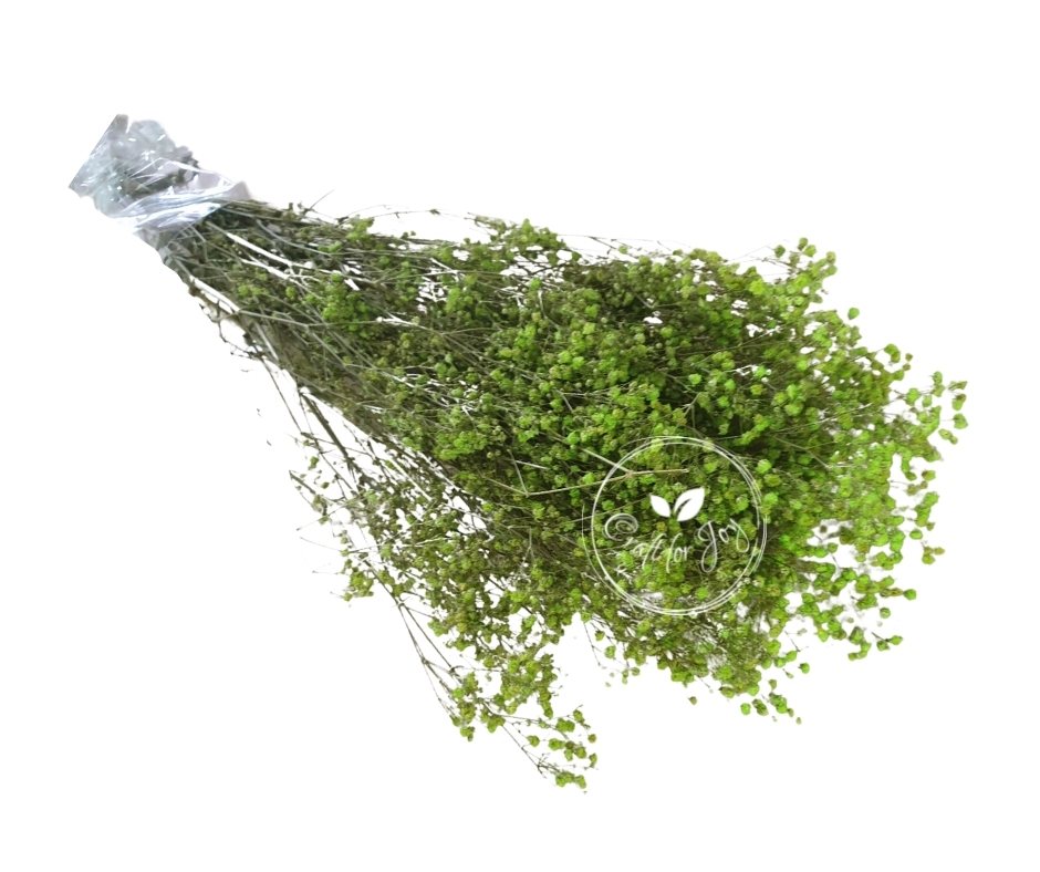 Gypsophila Paniculata Light Green, H60cm