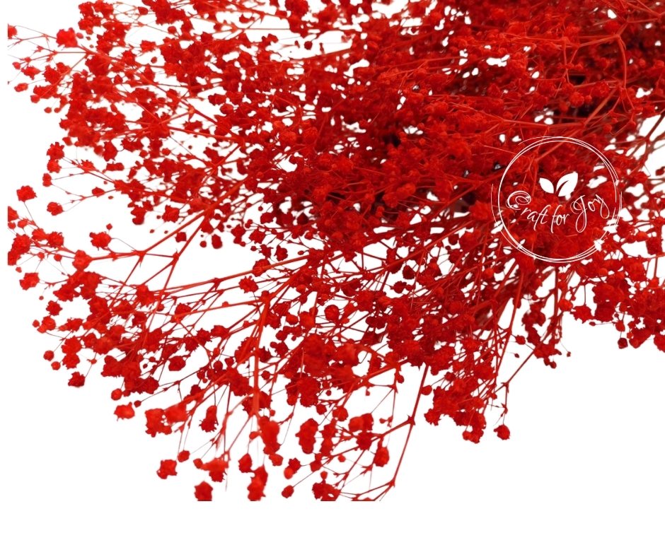 Gypsophila Paniculata Red, H60cm