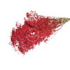 Incarcă imagine în Gallery viewer, Gypsophila Paniculata Red, H60cm
