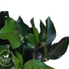 Incarcă imagine în Gallery viewer, Iedera green 140g, H30-60cm
