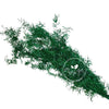 Incarcă imagine în Gallery viewer, Asparagus Green H50- 60cm
