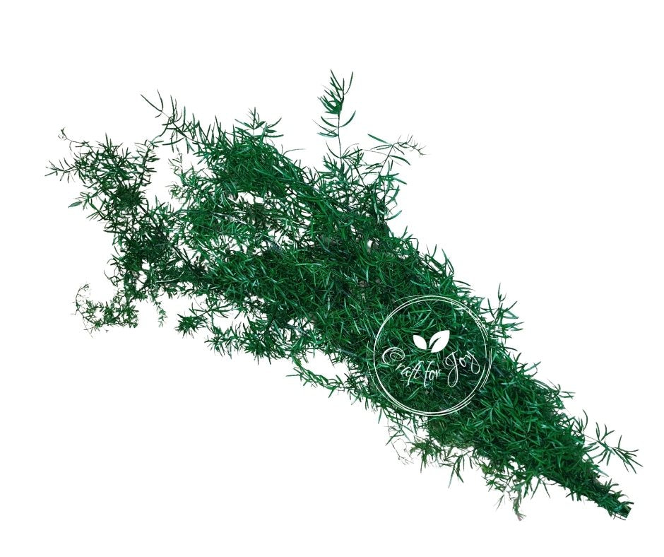 Asparagus Green H50- 60cm