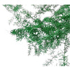 Incarcă imagine în Gallery viewer, Asparagus Green H50- 60cm
