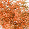 Incarcă imagine în Gallery viewer, Gypsophila Paniculata Light Orange, H60cm
