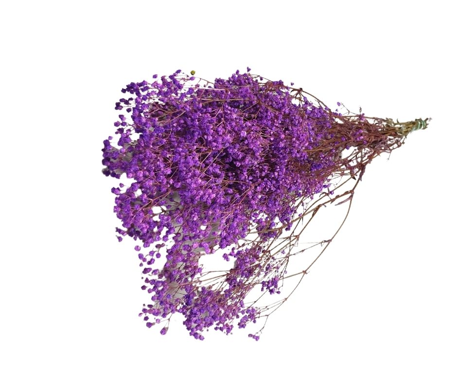 Gypsophila Paniculata Purple, H60cm