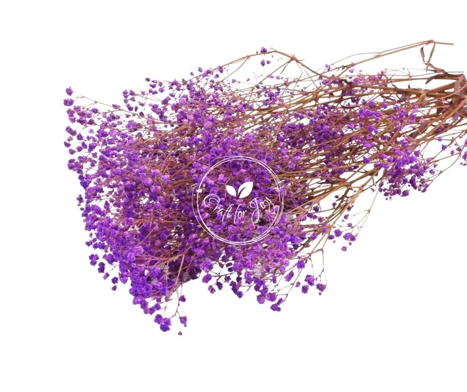 Gypsophila Paniculata Purple, H60cm