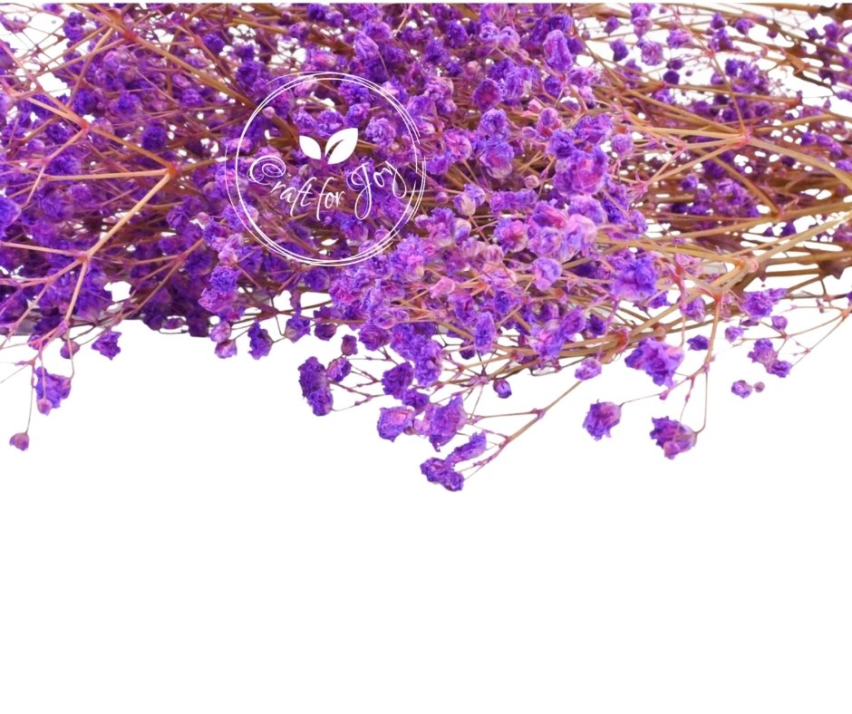 Gypsophila Paniculata Purple, H60cm
