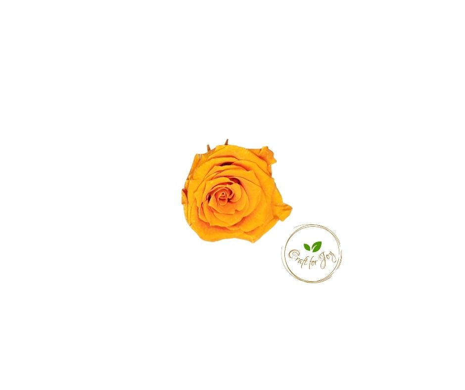 Trandafiri conservați XS (2-2.5 cm)