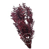 Incarcă imagine în Gallery viewer, Ruscus bordeaux, H65cm
