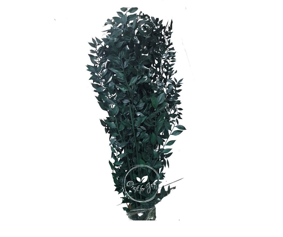 Ruscus verde, H65cm