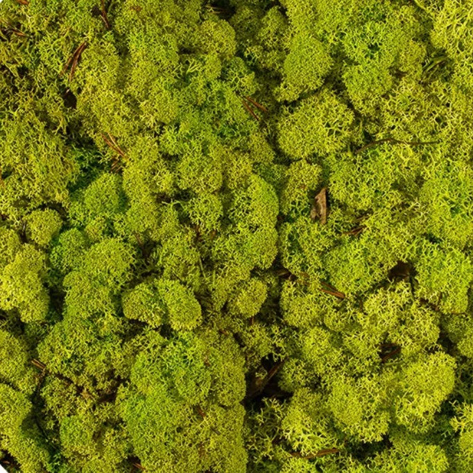 licheni-stabilizati-spring-green