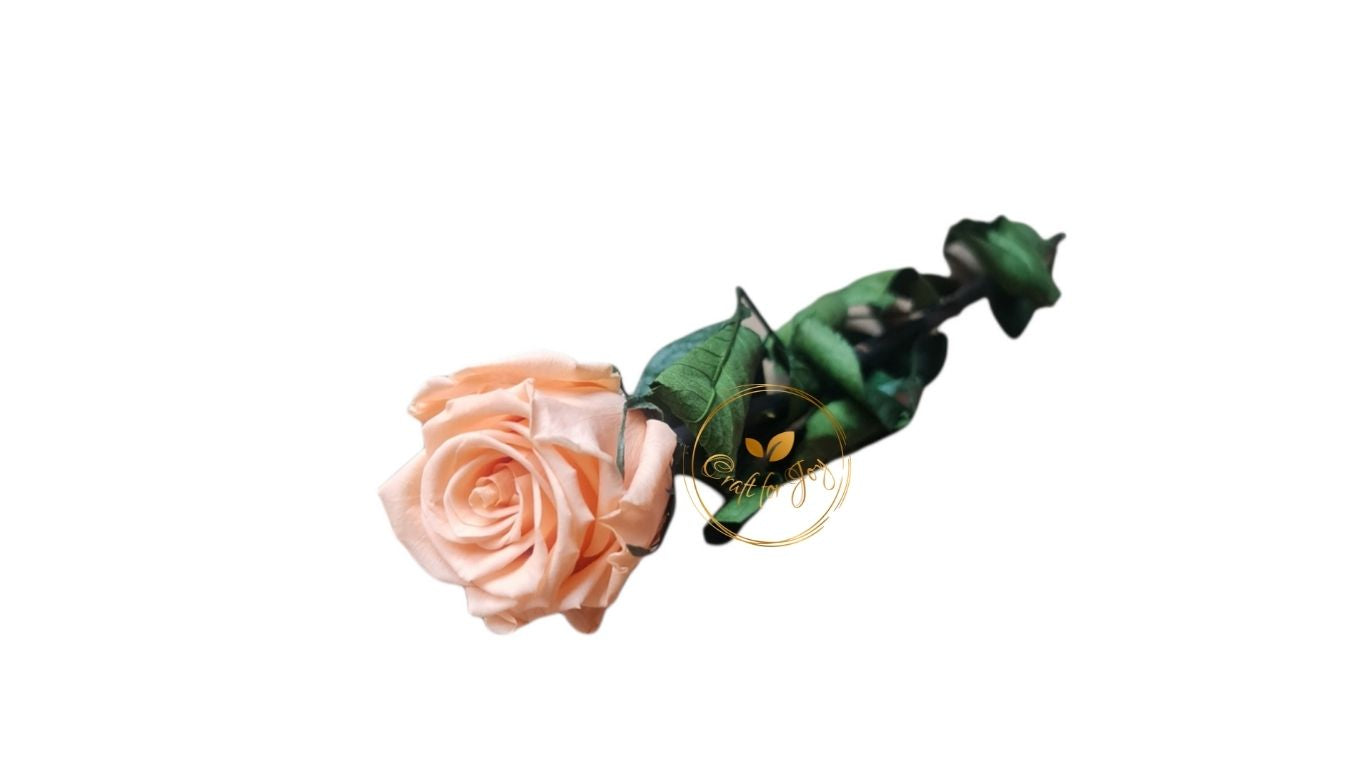 Trandafiri conservați cu tijă H55xD4,5-6cm