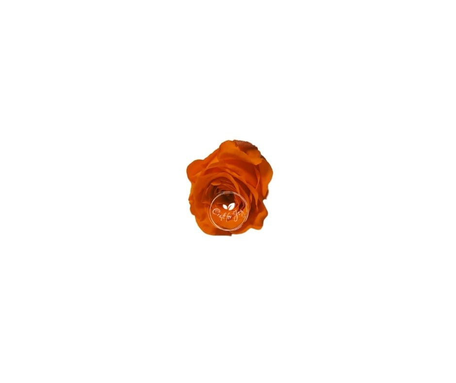 Trandafiri conservați XS (2-2.5 cm)
