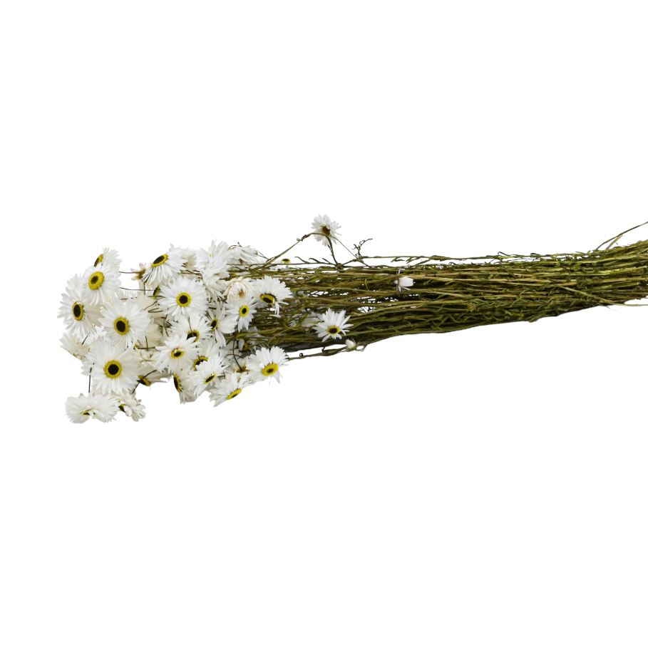 Acroclinium alb