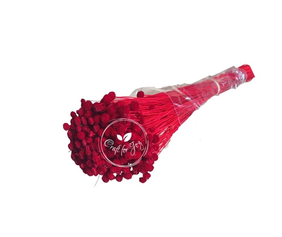 Amarelino red, H40-50cm