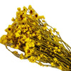 Incarcă imagine în Gallery viewer, Ammobium galben
