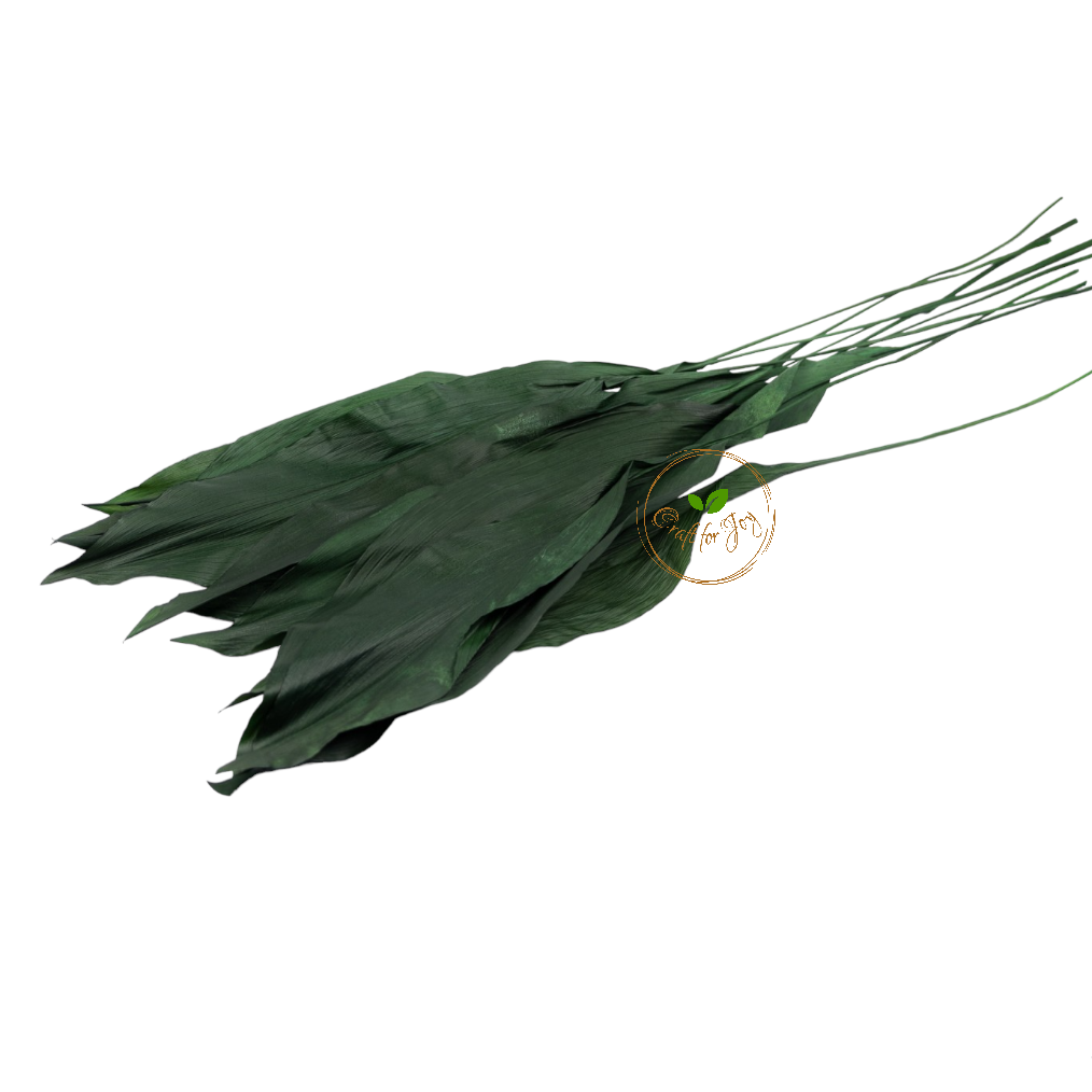 Aspidistra verde, 10 buc