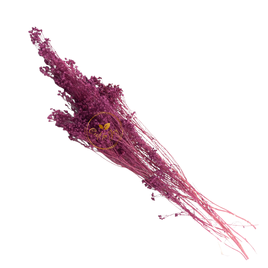Broom Bloom light purple, H 40-50cm