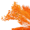 Incarcă imagine în Gallery viewer, Broom Bloom light orange, H 40-50cm
